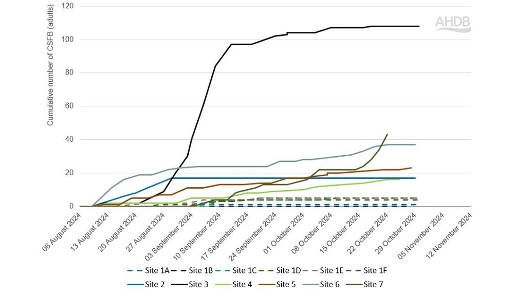 Cabbage stem flea beetle count data chart (1 November 2024)